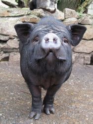 Pot-Bellied-Pig.jpg6